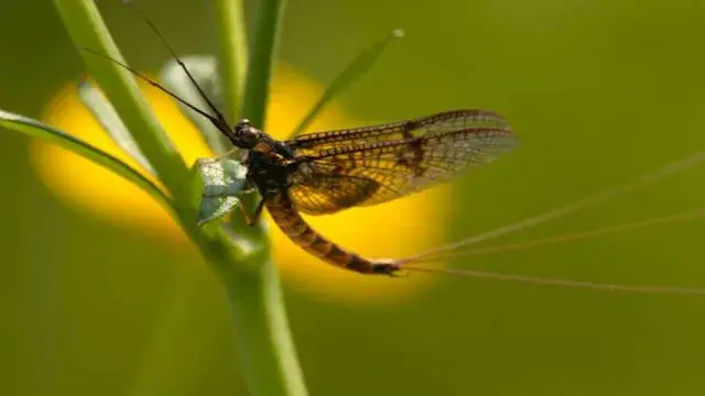 وداعا للحشرات.. حلول طبيعية وآ...