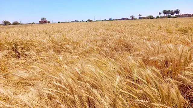 عيد حصاد القمح.. محافظ الإسكندرية يتفقد صومعة كينج مريوط اليوم