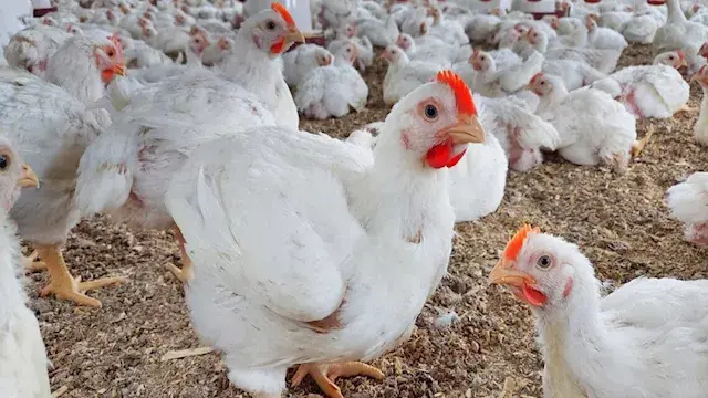 "الزراعة": تداول 12 مليون كجم دواجن بالمجازر المعتمدة في أبريل