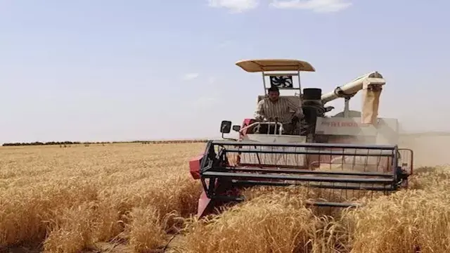 الزراعة تحقق طفرة بإنتاج القمح...