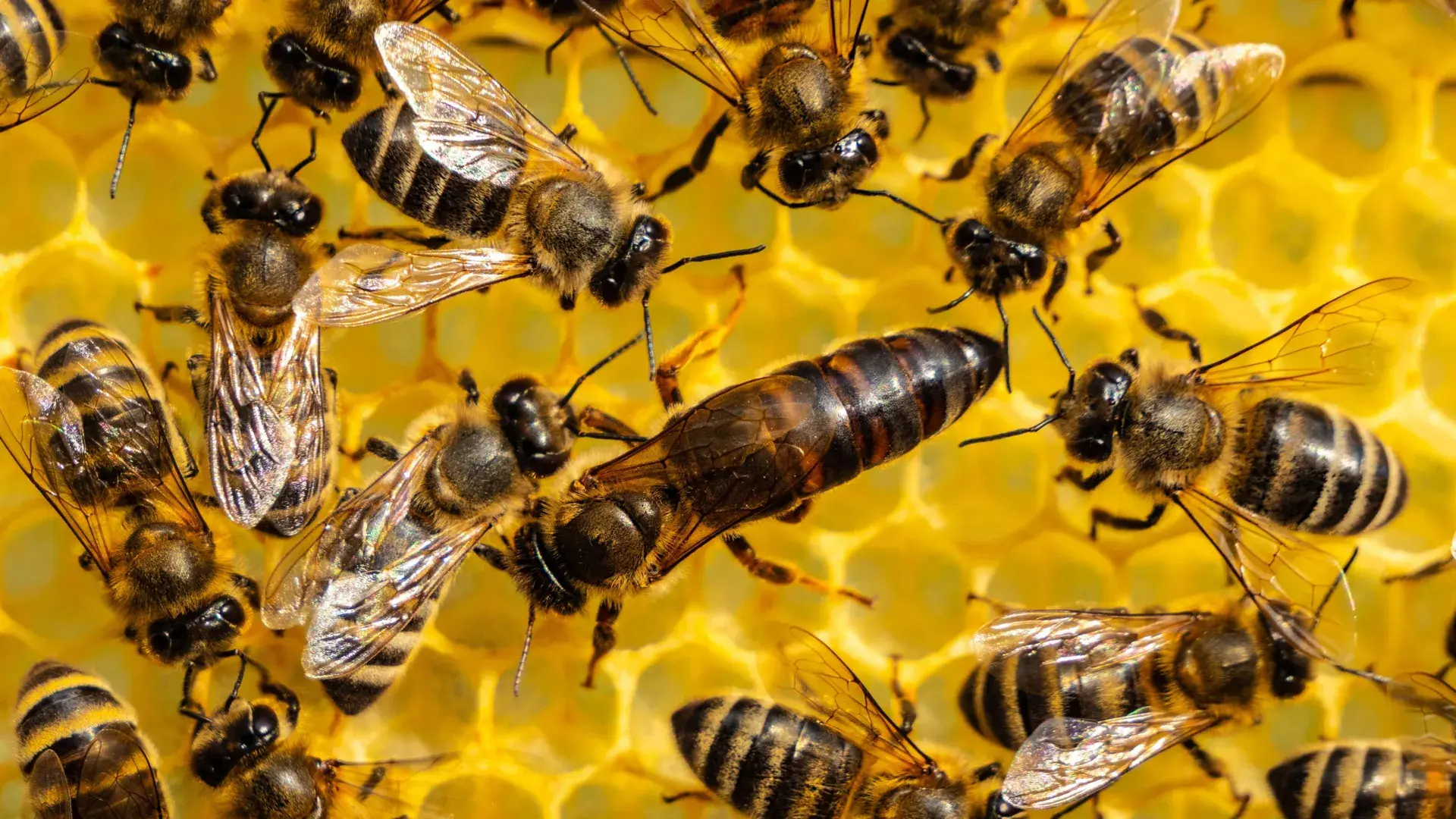 A 60-year-old theory about ant...