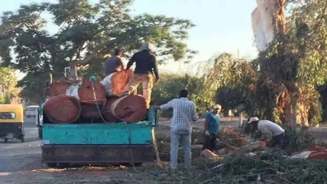 أشجار عمرها 78 عامًا وتعود للعهد الملكي.. القصة الكاملة لـ "مذبحة قناطر إدفينا" -صور