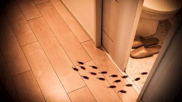 ليست القمامة فقط.. 5 أشياء شائ...