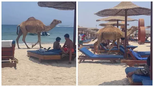 "ساب مكانه وراح البحر".. جمل ي...