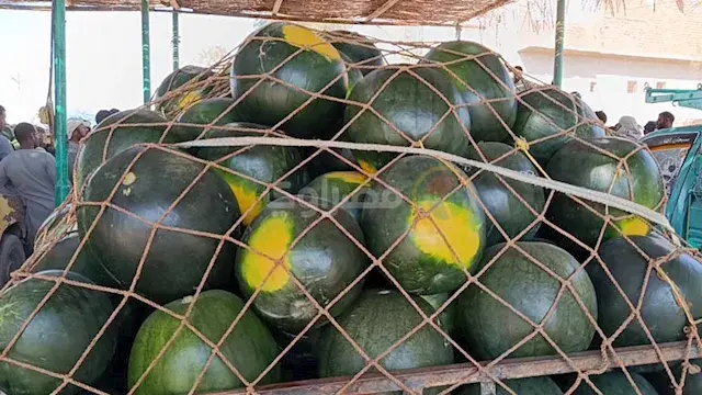 البطيخة بـ 40 جنيهًا في المزرعة و200 في السوق.. ومزارعو المنيا: التجار بياكلوا تعبنا - فيديو وصور