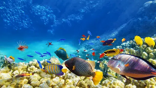 ما سر تسمية البحار والمحيطات بأسمائها الحالية؟