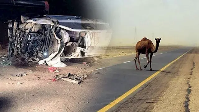 بسبب جمل ظهر فجأة.. مصرع مهندس في حادث تصادم بجنوب سيناء