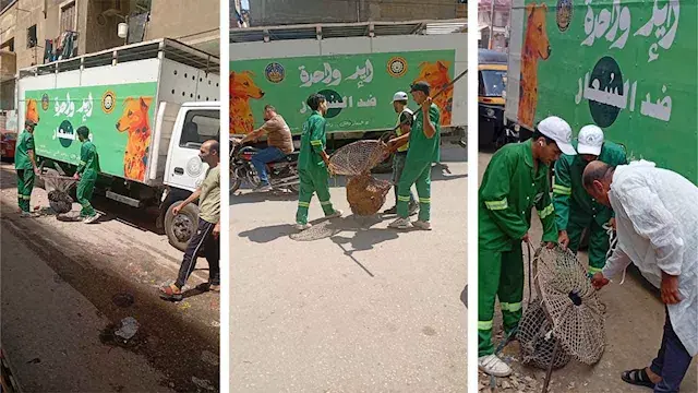الدقهلية تشن حملة لجمع الكلاب...