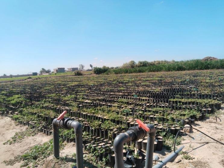 من مياه الصرف إلى حقول سيناء.. «بحر البقر» يروى مشروعات الاستصلاح ويغيّر خريطة الزراعة