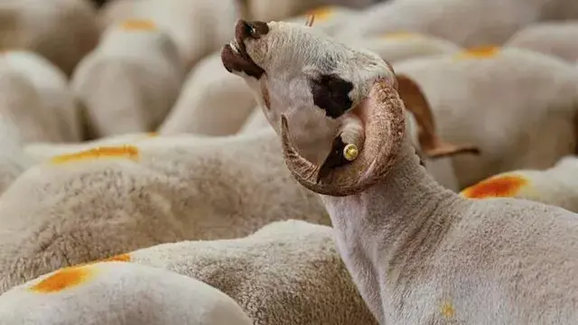 يبدأ من 6500 جنيه.. أسعار صكوك...